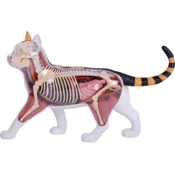 Анатомическая модель кошки из ситца 4D Vision Разберите анатомическую модель органа животного Сделай САМ Скелет Медицинское учебное пособие Бесплатная доставка
