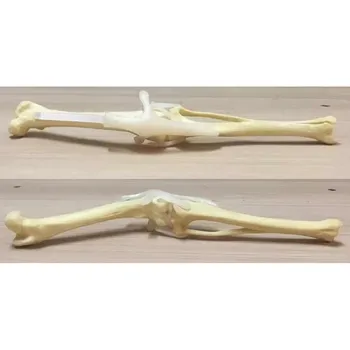 Практика хирургии задних конечностей собак Имитированная модель кости Ортопедический скелет собаки Скелет животного Учебные пособия по ветеринарии для собак